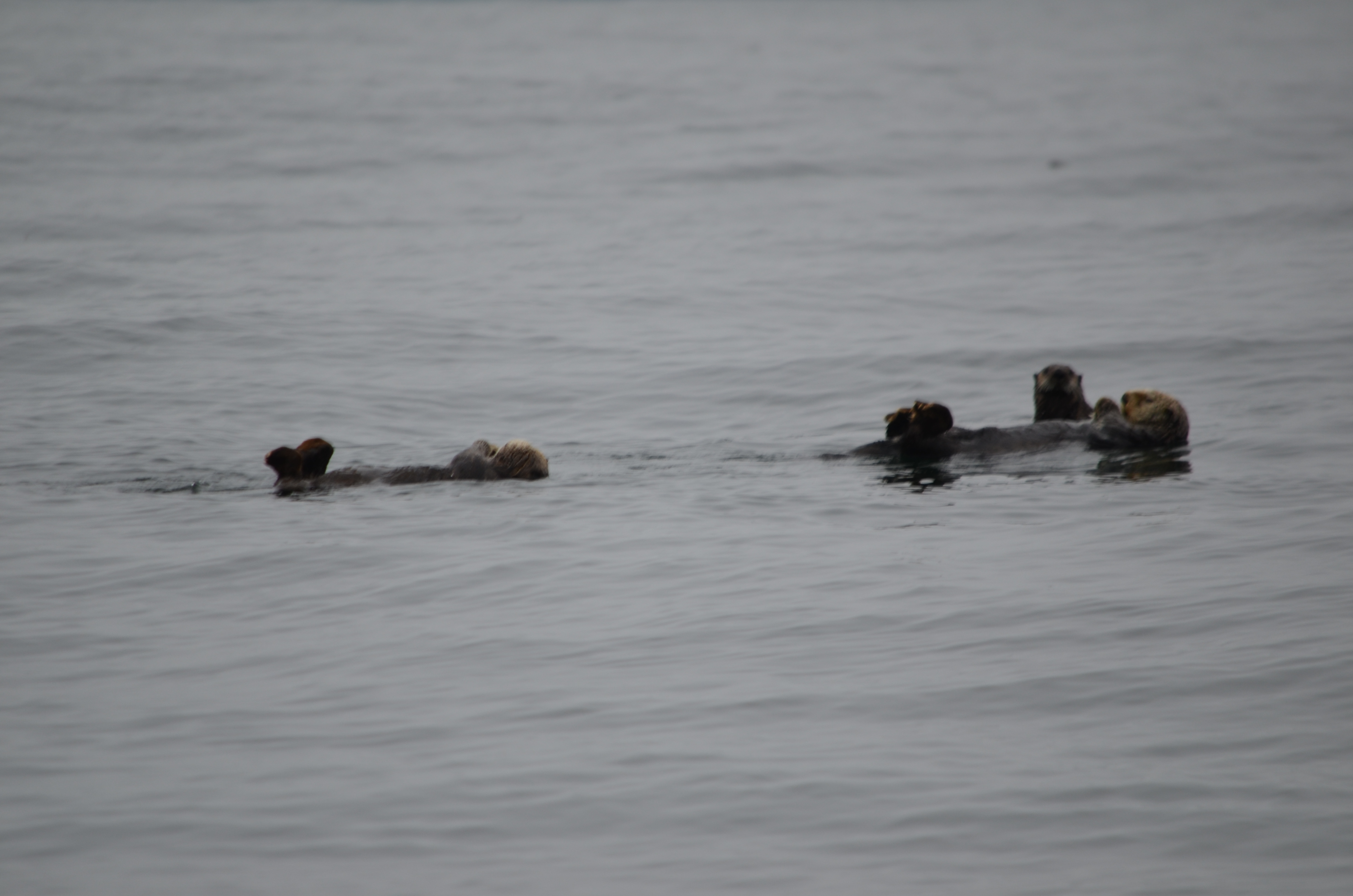 photos/wildlife/Mammal_Species/Sea Otter/DSC_0376.JPG